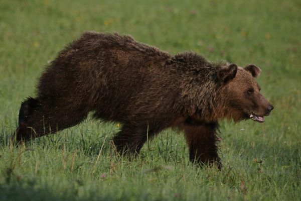 Ilustračn&eacute; foto: Ing. Pavol Lenko 