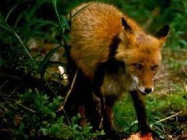 Pozor, zač&iacute;na sa leteck&aacute; vakcin&aacute;cia