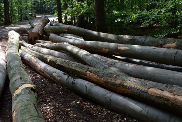 Ilustračn&eacute; foto: Jozef Marko 