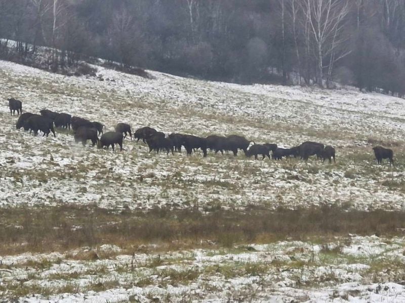 Zubry v Polonin&aacute;ch 