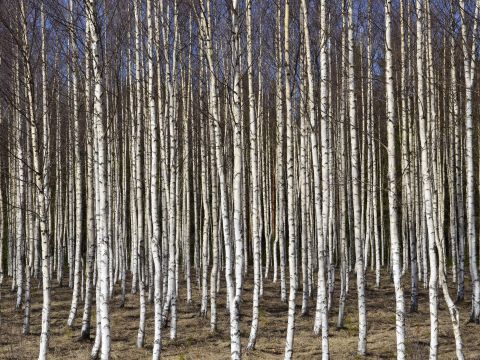 Ilustračné foto: Pixabay.com 