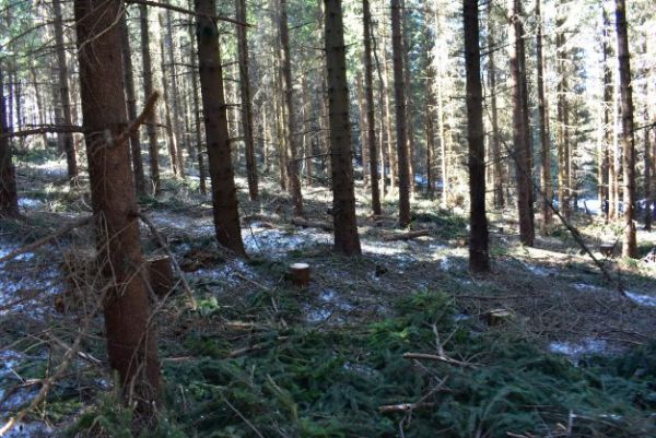  Prebierka zrealizovan&aacute; harvestorom 