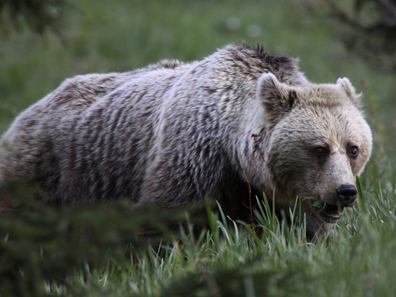 Ilustračné foto: Ing. Pavol Lenko 