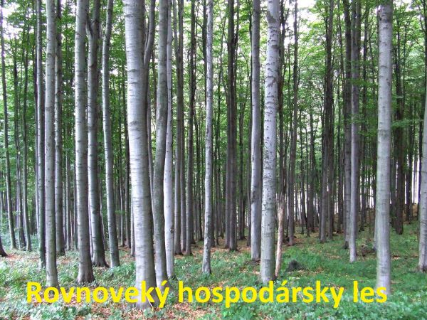 Rovnovek&yacute; hospod&aacute;rsky les ako s&uacute;časť Vihorlatsk&eacute;ho pralesa