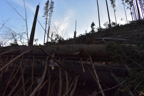 Apokalyptick&yacute; obraz vetrovej kalamity na Horehron&iacute;