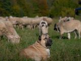 Kangal - strážca oviec 