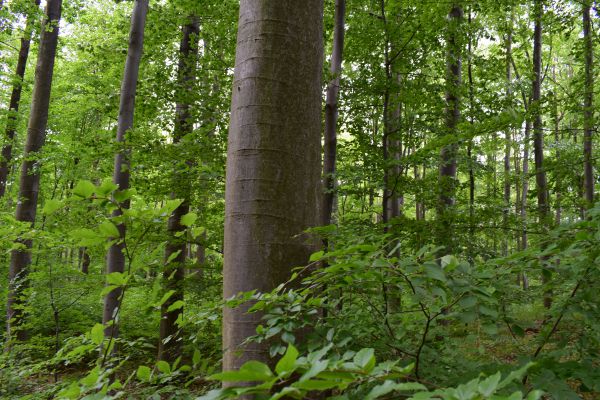 Ilustračn&eacute; foto Jozef Marko