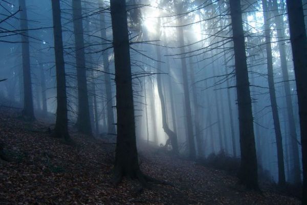 Ilustračn&eacute; foto: arch&iacute;v Lesmedium.sk