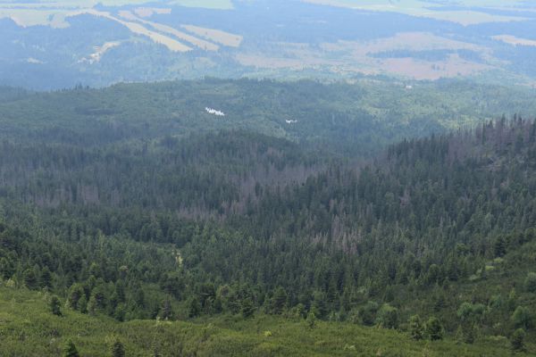Obraz tatransk&yacute;ch lesov, ponechan&yacute;ch na samov&yacute;voj