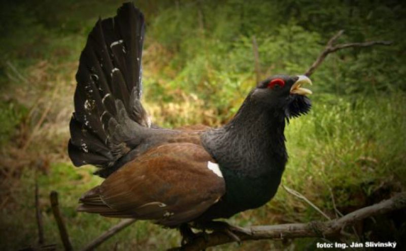 Kto spochybní docenta Miroslava Sanigu a jeho slová o hlucháňoch?