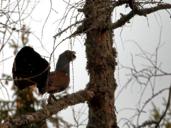 Ilustračné foto: Ing. Tibor Pataky, CSc. 