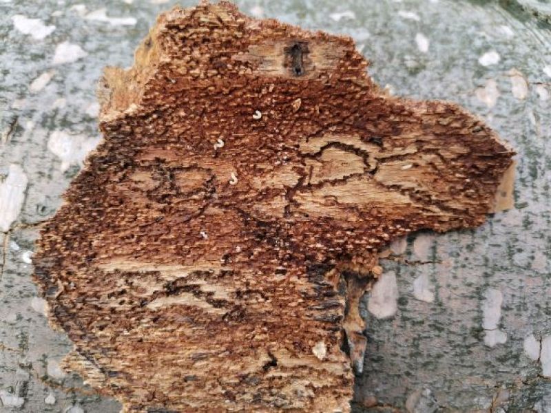 Požerok lykožrúta bukového