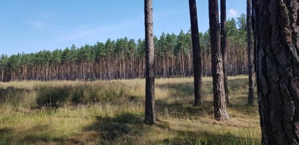 Lesn&eacute; porasty na Z&aacute;hor&iacute; 