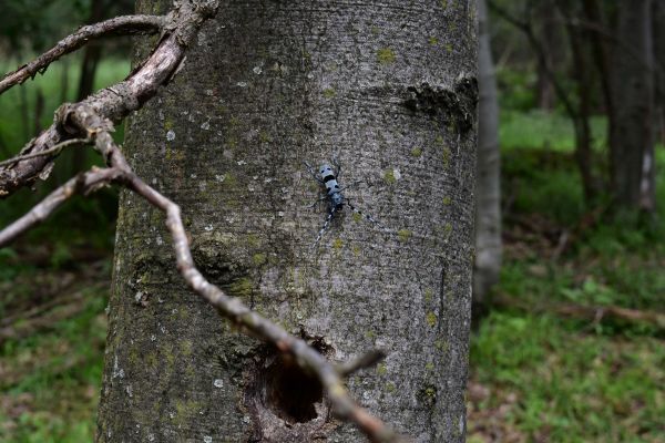 Atraktívny fúzač alpský v poraste s dominanciou buka  