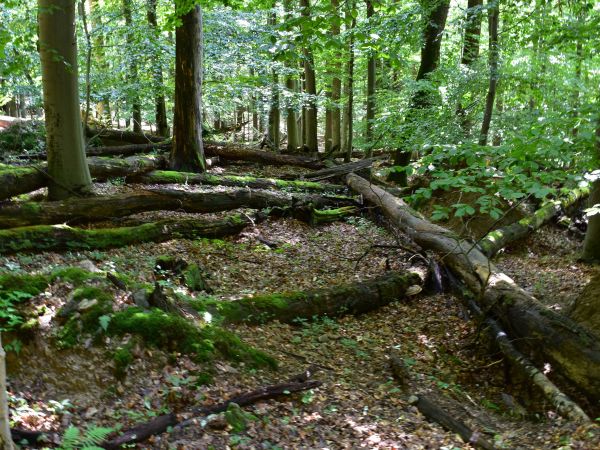 Ilustračné foto: Jozef Marko 