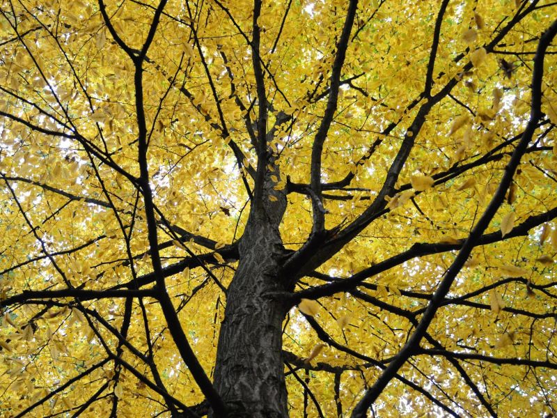 Zdroj: FB stránka Městské lesy Hradec Králové 