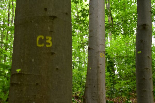 Označen&eacute; cieľov&eacute; stromy v Kr&aacute;ľovč&iacute;ku 