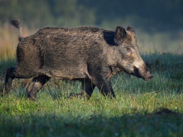 Ilustračné foto: Ing. Ján Zamborský 