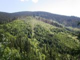 Kysucké lesy ohrozuje drvinárik čierny
