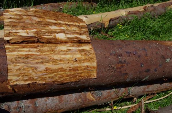 Ilustračné foto: archív Lesmedium.sk