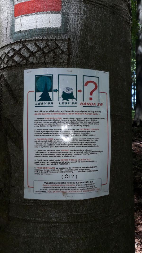 Takto vyzer&aacute; plag&aacute;t na strome v poraste