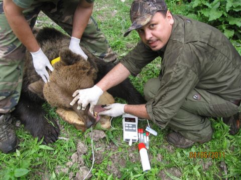 Doc. MVDr. Ladislav Molnár, PhD. pri práci s medveďmi 
