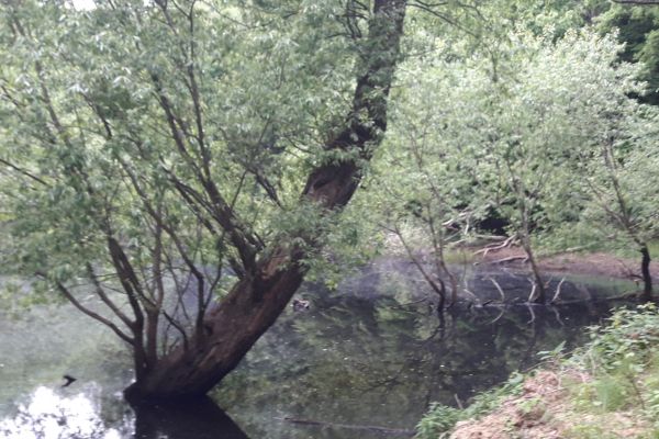 Foto: FB profil Ing. Dušana Mikuša