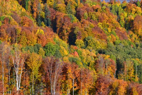 Porasty v Mestských lesoch Revúca sfarbené jeseňou 