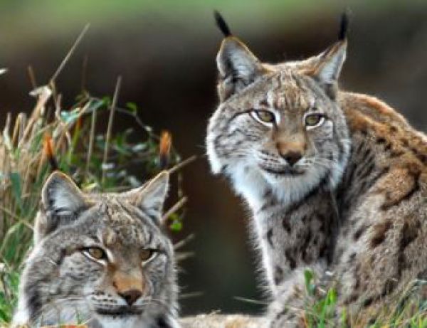 Ilustračn&eacute; foto