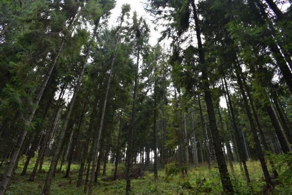 Ilustračn&eacute; foto Jozef Marko