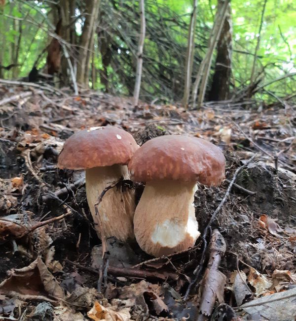 Lesn&eacute; z&aacute;ti&scaron;ie s hubami 