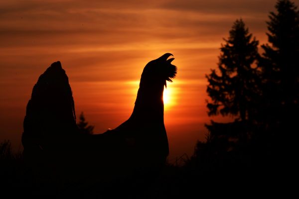 Ilustračn&eacute; foto: Ing. Miroslav Saniga 