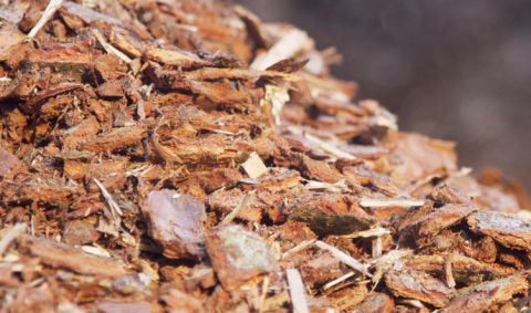 Spaľovanie biomasy sprevádzajú pochybnosti