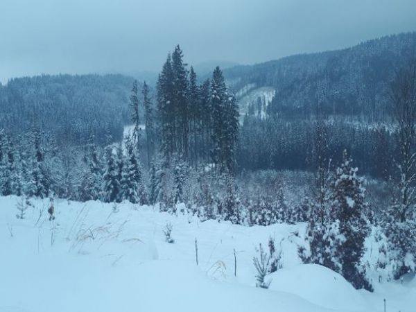 Lesn&eacute; porasty v katastri obce Sklen&eacute; 