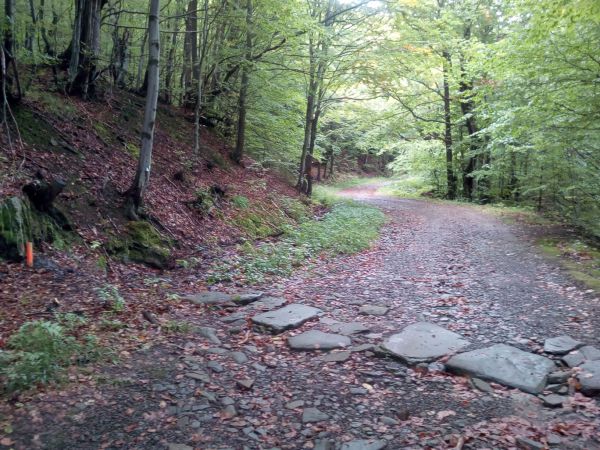 Ilustračn&eacute; foto z porastov obhospodarovan&yacute;ch LPM Ulič v NP Poloniny