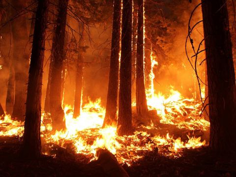 Rekordná sezóna lesných požiarov