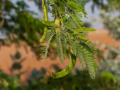 Zdroj: www.dromedar.zoznam.sk 