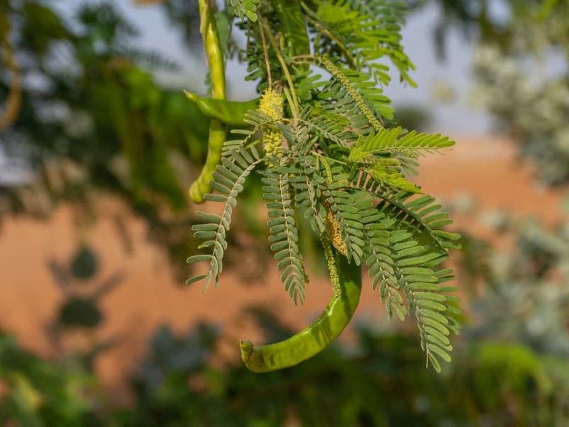 Zdroj: www.dromedar.zoznam.sk 