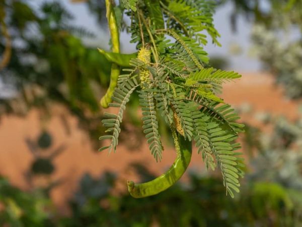 Zdroj: www.dromedar.zoznam.sk 