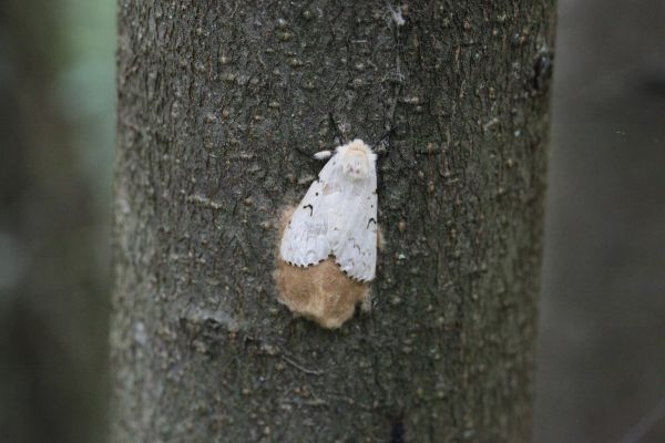 Dospel&yacute; jedinec mn&iacute;&scaron;ky veľkohlavej 