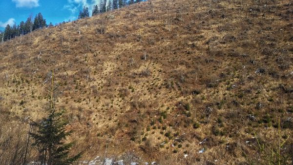 Zalesnen&eacute; plochy po vetrovej kalamite v lokalite Pieskov&aacute;