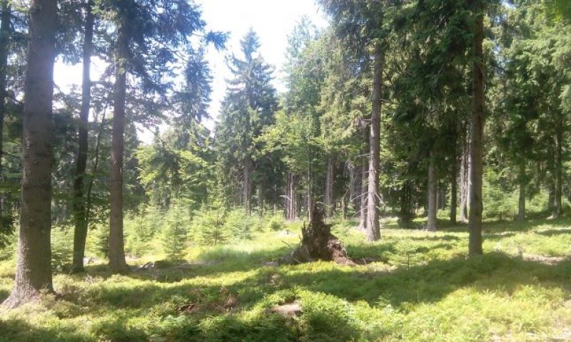 Ideálny biootp hlucháňa desať rokov po vykonaní lesníckych oaptrení 