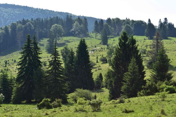 Kraj pod Poľanou s premnoženou populáciou medveďa 