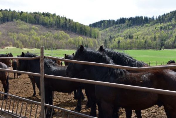 Norik mur&aacute;nskeho typu na Veľkej L&uacute;ke 