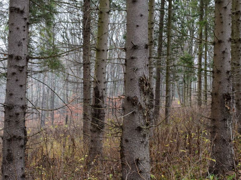 Mladá smrečina poškodená zverou 