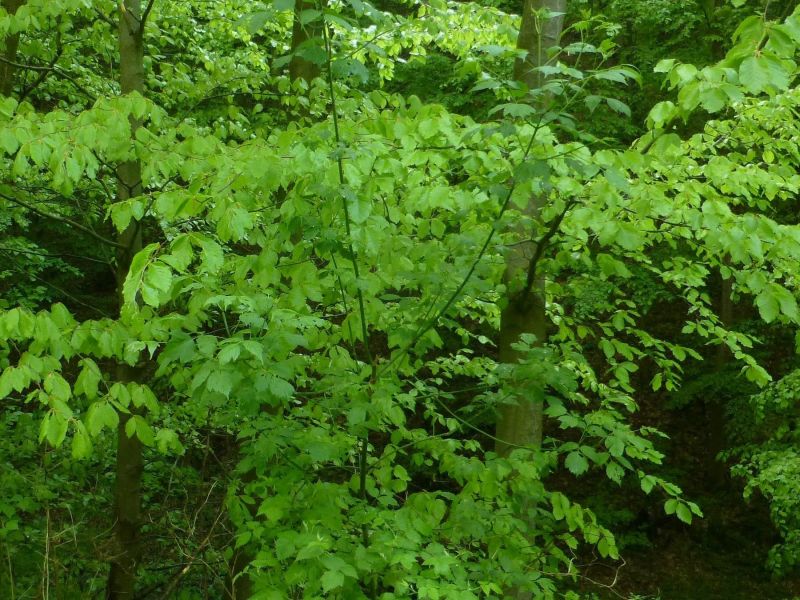 Nepôvodný javorovec jaseňolistý 