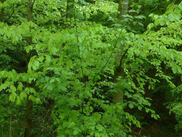 Nepôvodný javorovec jaseňolistý 