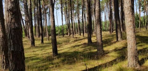 Borovicové lesy na Záhorí