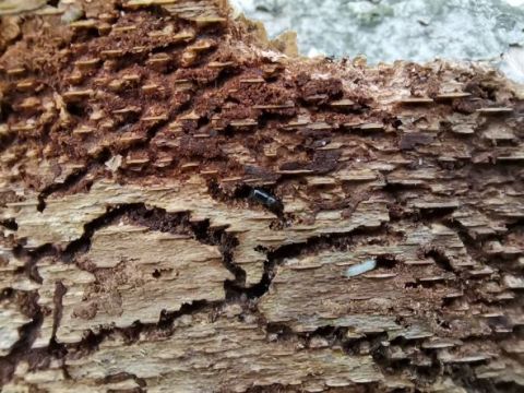 Typický požerok lykožrúta bukového 