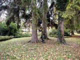 Mestský park v Banskej Bystrici počas dendrologického výskumu 